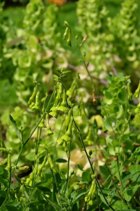 Nicotiana langsdorfii (4)